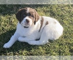 Small Photo #9 Brittany Puppy For Sale in GRANVILLE, MA, USA
