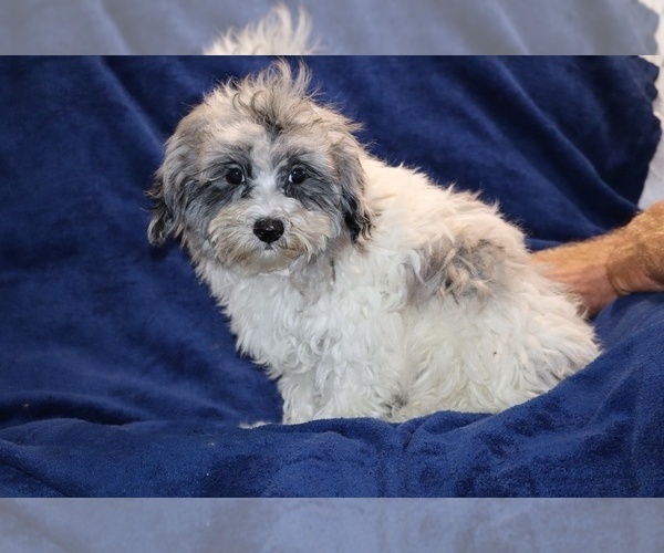 Medium Photo #15 ShihPoo Puppy For Sale in DYERSBURG, TN, USA