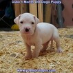 Small Photo #83 Dogo Argentino Puppy For Sale in JANE, MO, USA