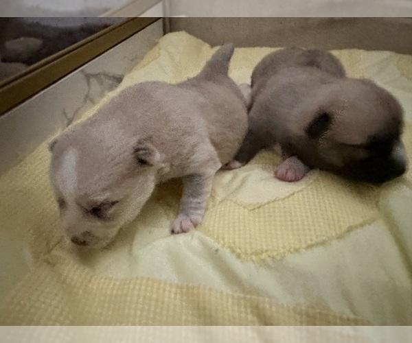 Medium Photo #168 Pomsky Puppy For Sale in LOVELAND, CO, USA