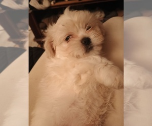 Mal-Shi Puppy for sale in LAWRENCEVILLE, GA, USA