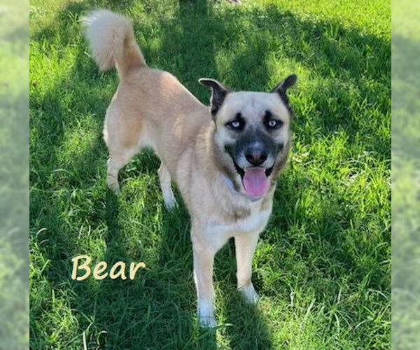 Medium Photo #2 Anatolian Shepherd-Siberian Husky Mix Puppy For Sale in HOUSTON, TX, USA