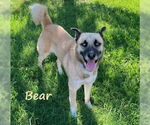 Small #1 Anatolian Shepherd-Siberian Husky Mix