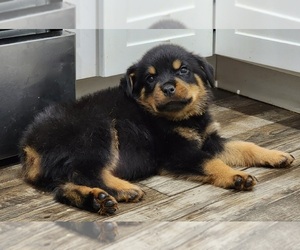 Rottweiler Puppy for sale in CHERRYVILLE, NC, USA
