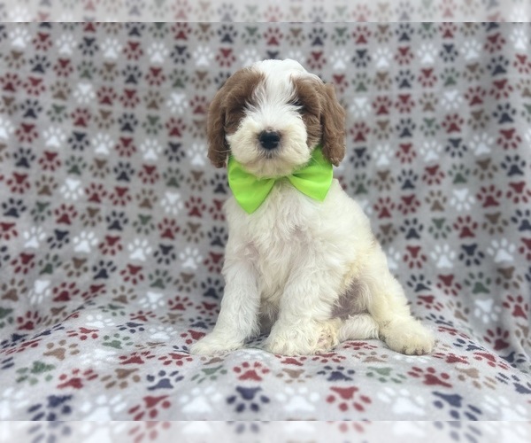 Medium Photo #4 Cavapoo Puppy For Sale in LAKELAND, FL, USA