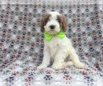 Small #3 Cavapoo