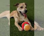 Small #1 Labrador Retriever