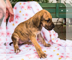 Small Photo #4 Great Dane Puppy For Sale in WAKARUSA, IN, USA