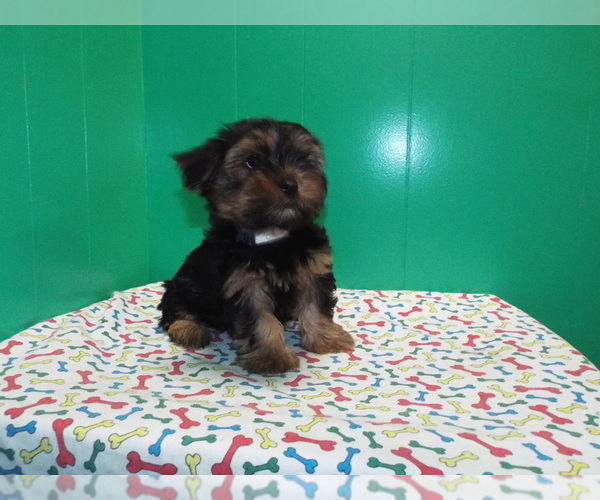 Medium Photo #7 Yorkshire Terrier Puppy For Sale in PATERSON, NJ, USA