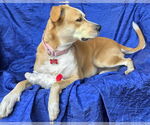 Small #4 Retriever  Mix