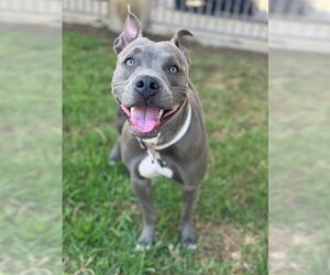 Mutt Dogs for adoption in Riverside, CA, USA