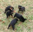 Small Photo #15 Rottweiler Puppy For Sale in VONORE, TN, USA