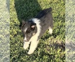 Small #15 Shetland Sheepdog