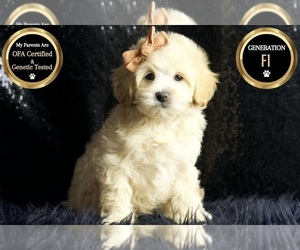 Medium Maltipoo
