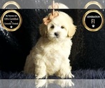 Puppy Amelia F1 Maltipoo