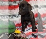 Small Photo #18 Labrador Retriever Puppy For Sale in MERIDEN, KS, USA