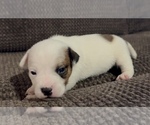 Puppy Aphrodite Jack Russell Terrier
