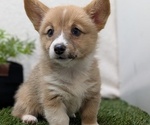 Puppy Trixie Pembroke Welsh Corgi