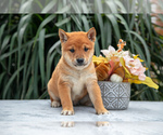 Puppy Danger Shiba Inu