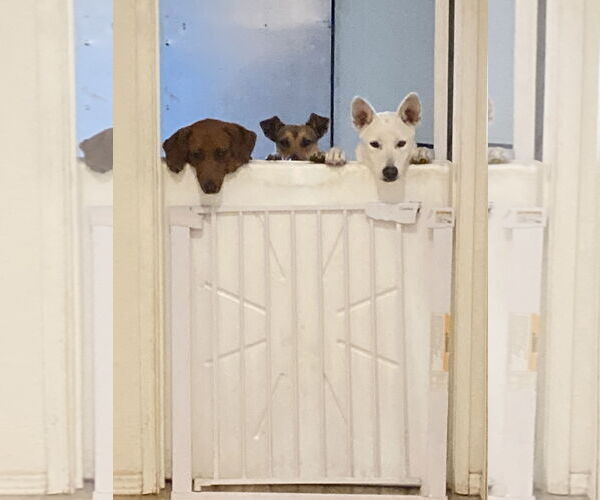 Medium Photo #3 Mutt Puppy For Sale in San Diego, CA, USA