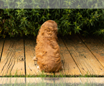 Small #18 Cocker Spaniel