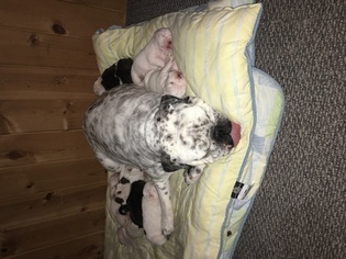 Mother of the English Bulldog puppies born on 11/10/2017