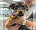 Small #1 Labrador Retriever Mix
