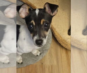 Chihuahua-Unknown Mix Dogs for adoption in Rocky Mount, NC, USA