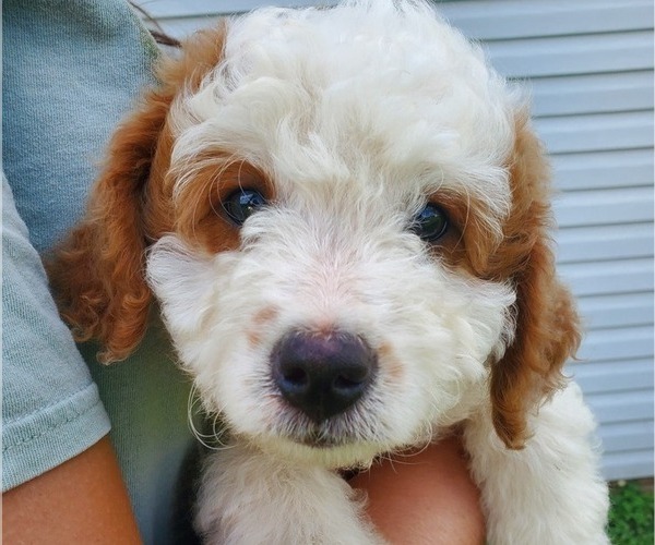 Medium Photo #18 Bernedoodle (Miniature) Puppy For Sale in LEETONIA, OH, USA