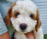 Small #17 Bernedoodle (Miniature)
