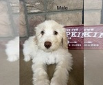 Benny - Male Portuguese Water Dog Puppy for Sale - Photo #3