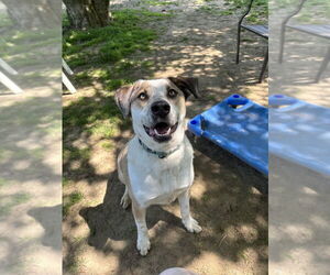 Marvelous Moe - Male Siberian Husky-Unknown Mix Dog for Adoption - Photo #3