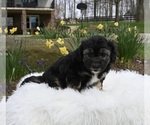 Small Photo #1 Aussiedoodle Miniature  Puppy For Sale in SUGARCREEK, OH, USA