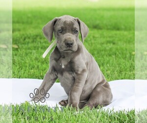 Great Dane Puppy for sale in LITITZ, PA, USA