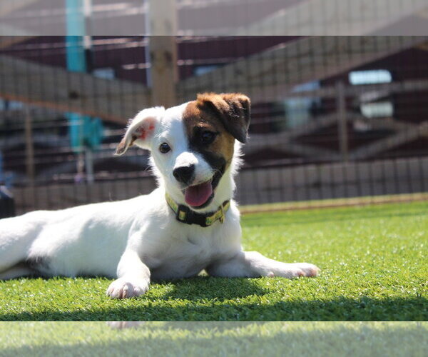 Medium Photo #4 Jack Russell Terrier-Unknown Mix Puppy For Sale in Chestertown, MD, USA
