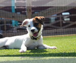 Small #3 Jack Russell Terrier Mix