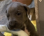 Small Photo #2 Great Dane Puppy For Sale in ELLWOOD CITY, PA, USA