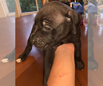 Small Photo #2 American Pit Bull Terrier-Masti-Bull Mix Puppy For Sale in MASCOTTE, FL, USA