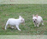 Small Photo #11 French Bulldog Puppy For Sale in GRAVETTE, AR, USA