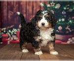 Small Photo #1 Miniature Bernedoodle Puppy For Sale in ADDISON, MI, USA