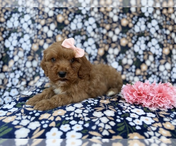 Medium Photo #5 Cavapoo (Miniature) Puppy For Sale in LAKELAND, FL, USA