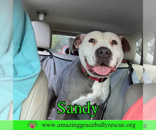 Medium Photo #7 American Pit Bull Terrier-Unknown Mix Puppy For Sale in Pensacola, FL, USA