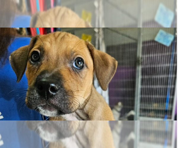 Medium Photo #1 Mutt Puppy For Sale in Candler, NC, USA