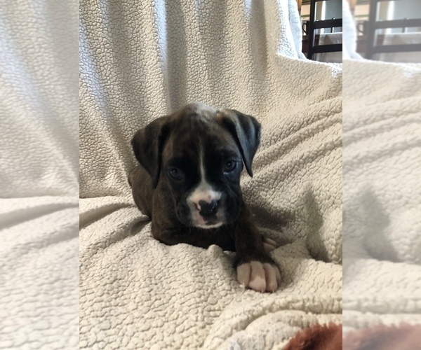 Medium Photo #6 Boxer Puppy For Sale in PLEASANT HILL, IL, USA