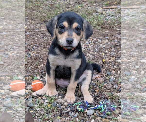 Medium Photo #3 Labrador Retriever-Unknown Mix Puppy For Sale in Des Moines, IA, USA