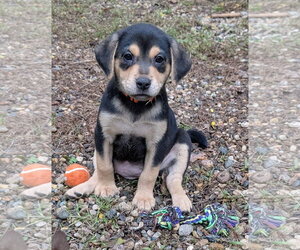 Rain - Female Labrador Retriever-Unknown Mix Dog for Adoption - Photo #3