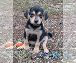 Small Photo #3 Labrador Retriever-Unknown Mix Puppy For Sale in Des Moines, IA, USA
