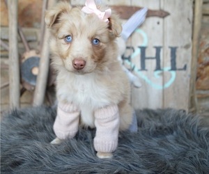Miniature Australian Shepherd Puppy for sale in HONEY BROOK, PA, USA