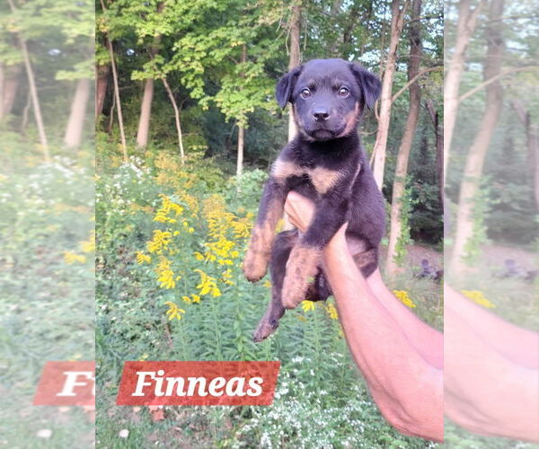 Medium Photo #1 Rottweiler-Unknown Mix Puppy For Sale in Aurora, IN, USA