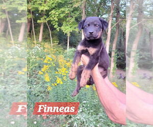 Medium Rottweiler Mix
